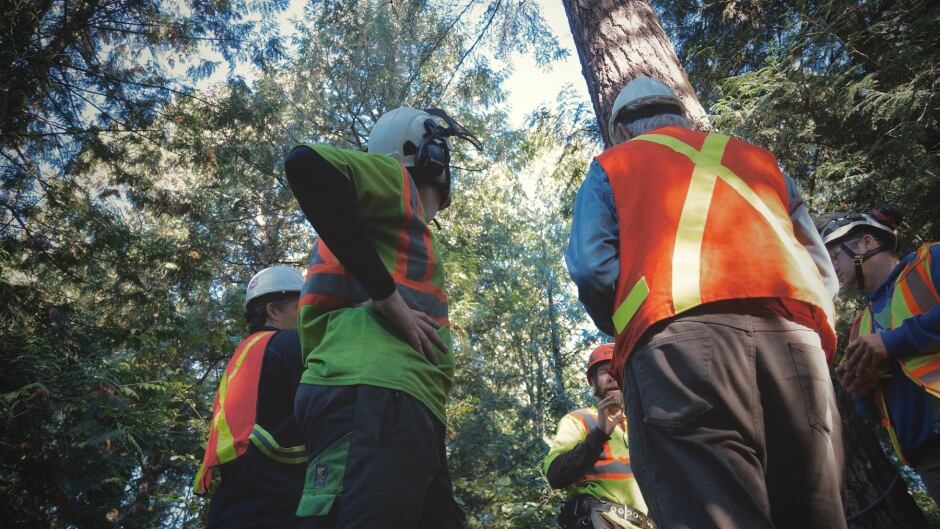 Eagle nest repair