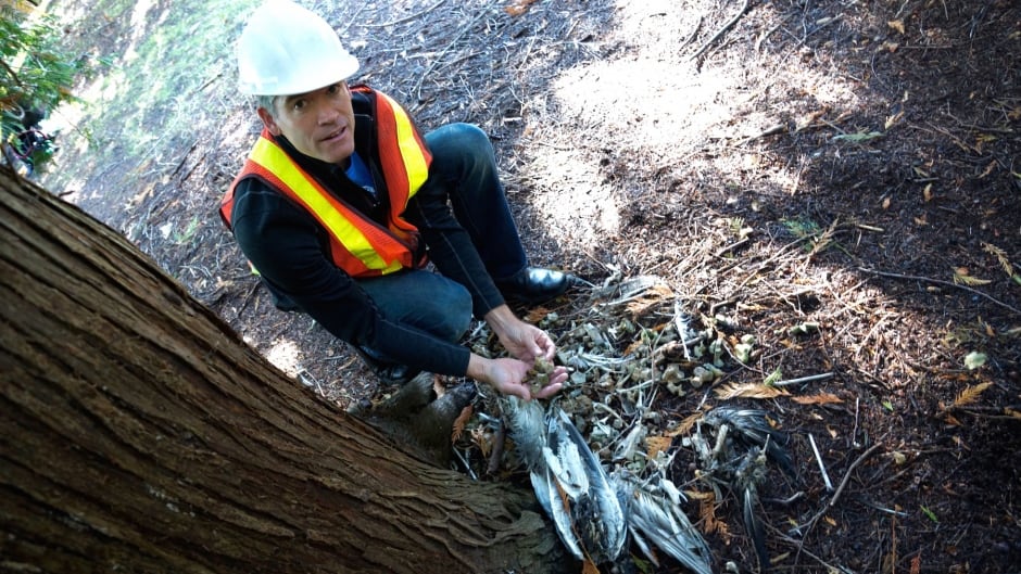 Eagle nest repair