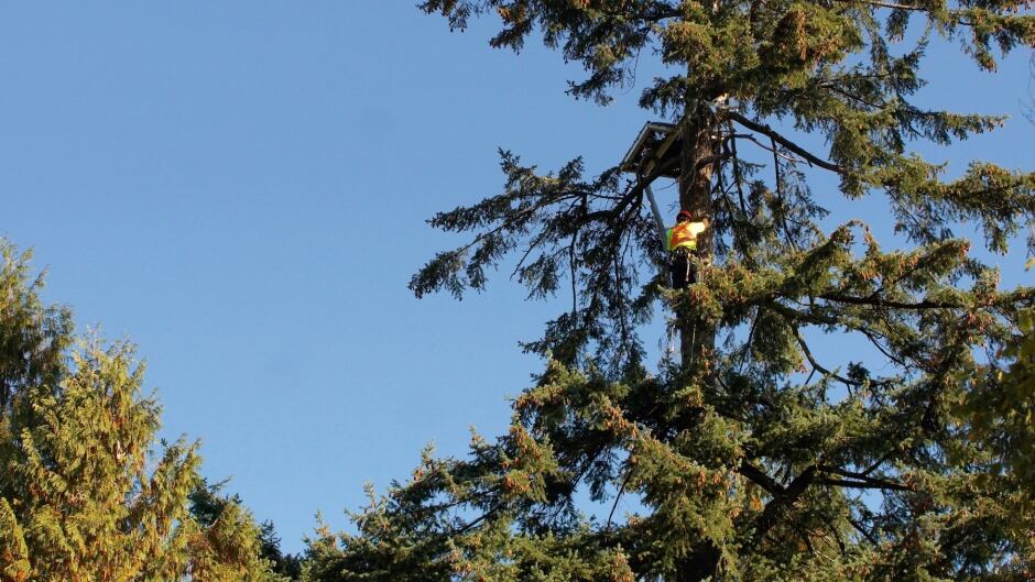 Eagle nest repair
