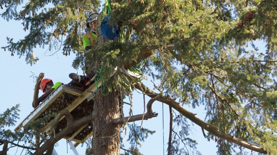 Eagle nest repair