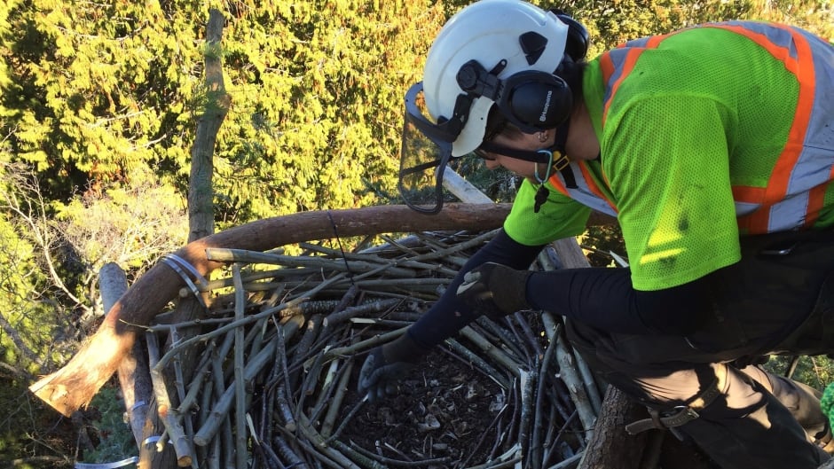 Eagle nest repair