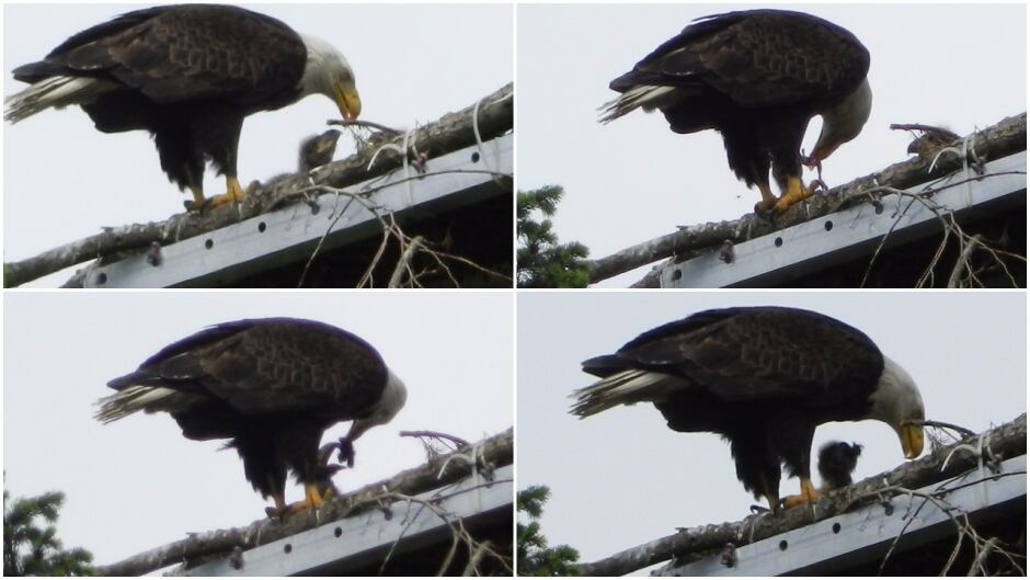 Eagle nest repair