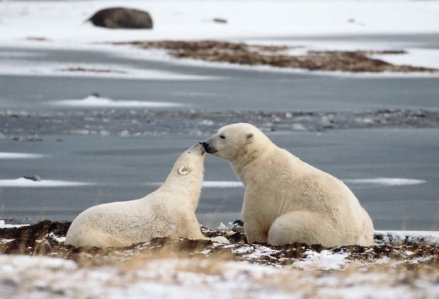 Polar bears in Hudson Bay