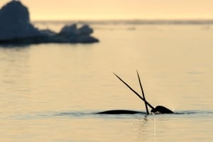 Narwhal