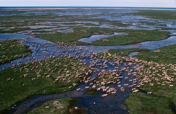 Caribou migrating