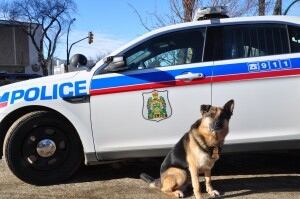Diego, Saskatoon police service dog
