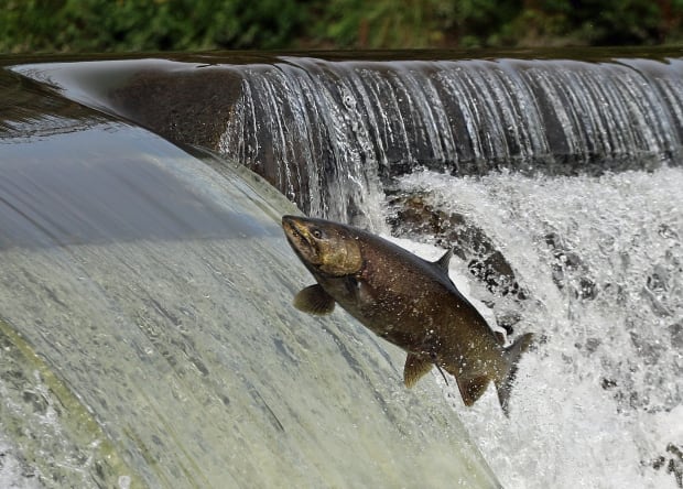 Salmon in Humber River