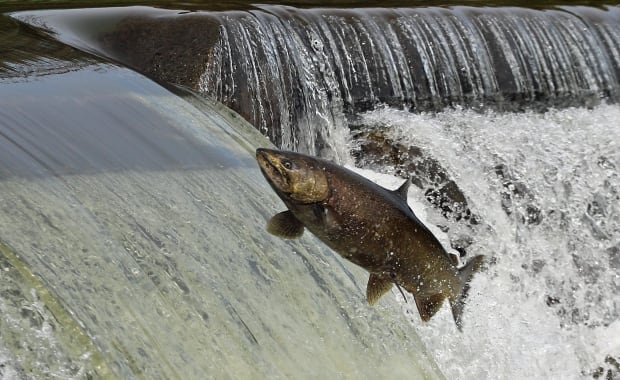 Salmon in Humber River