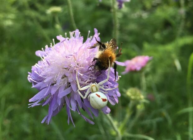 crab spider bumblebee