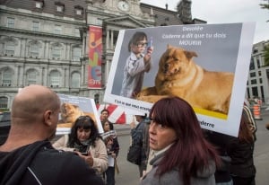 Montreal Pit Bull Ban 20160926