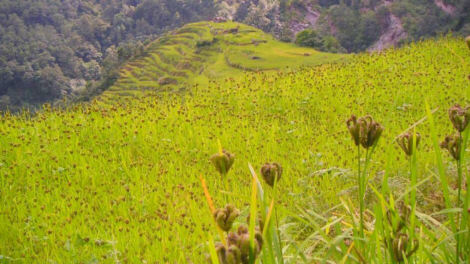 Fields of finger millet (Eleusine coracana) in the Annapurna-region of Nepal