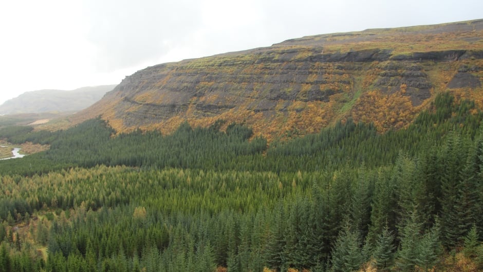 Mixed stands of sitka spruce, Norway spruce, lodgepole pine and siberian larch