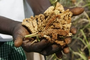 harvested finger millet