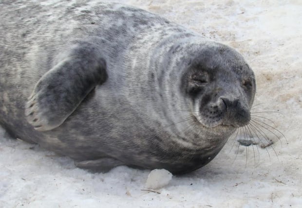 Young grey seal