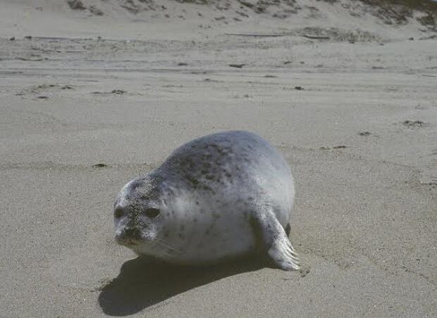 A Harbour seal pup on Sable Island, Nova Scotia
