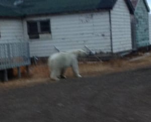 Polar bear in Tuk
