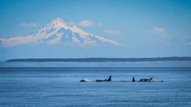 KILLER WHALE KIDS / J50 and J51 with the J16s. Photo by Naturali