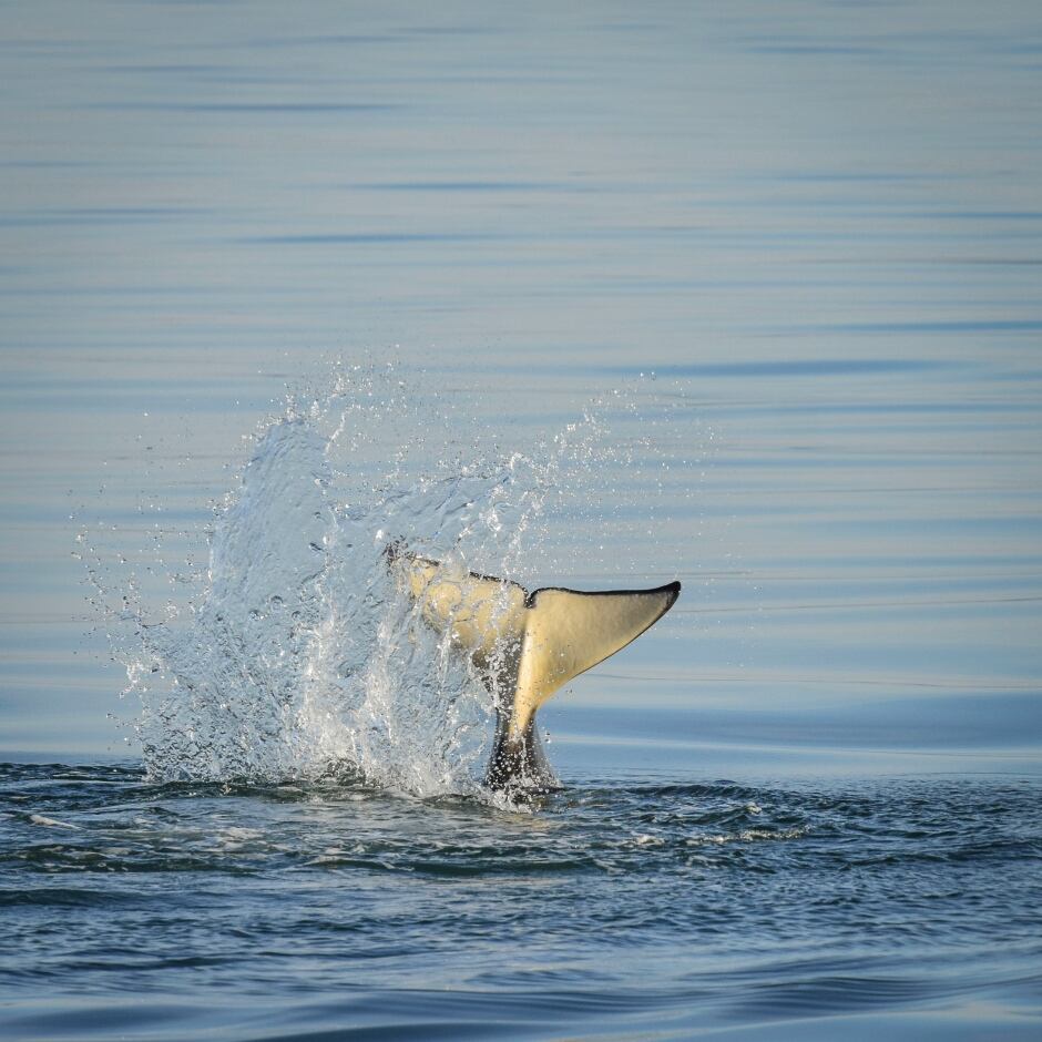 KILLER WHALE KIDS / J52. Photo by Naturalist/Capt Heather MacInt
