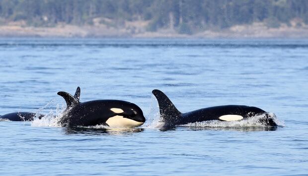 KILLER WHALE KIDS / J51. Photo by Naturalist Valerie Shore, Eagl