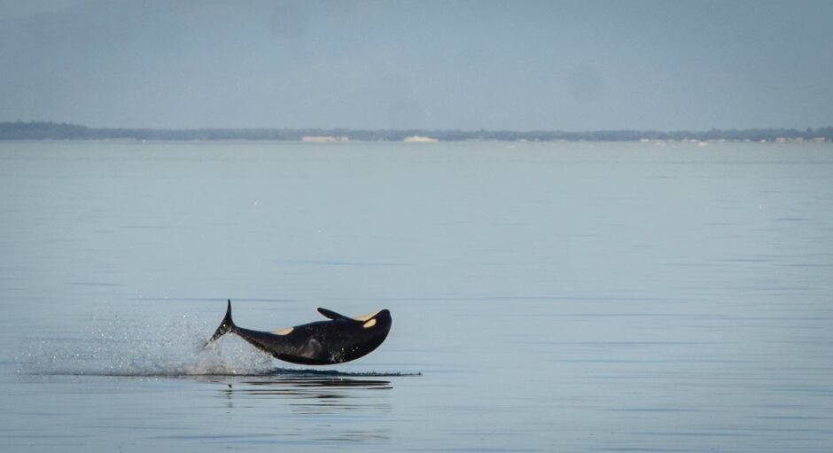 KILLER WHALE KIDS / J52. Photo by Naturalist/Capt Heather MacInt
