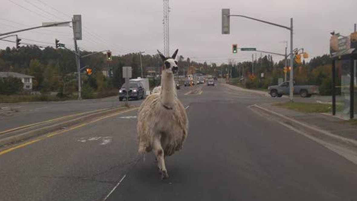 Camping London Ontario >> Llama caught on video running through downtown Lively ... Camping London Ontario >> Llama caught on video running through downtown Lively ...