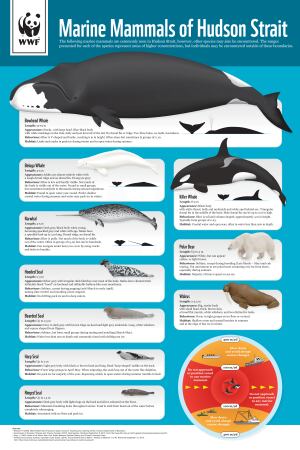 marine mammals of Hudson Strait