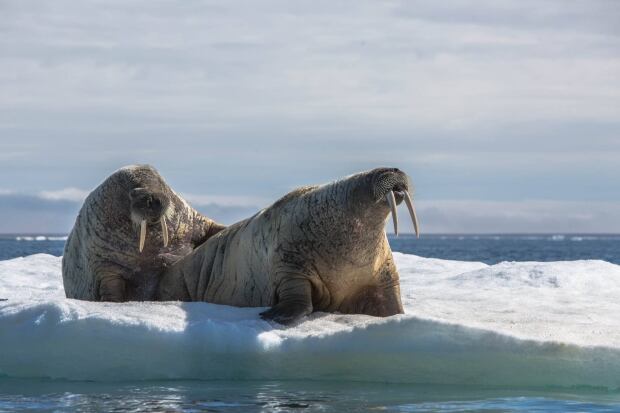 Walrus