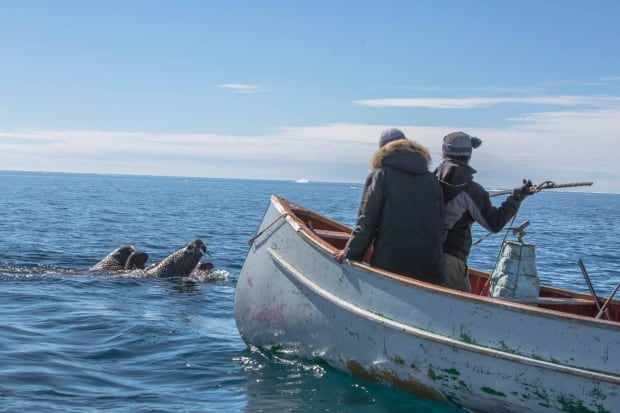 walrus hunt