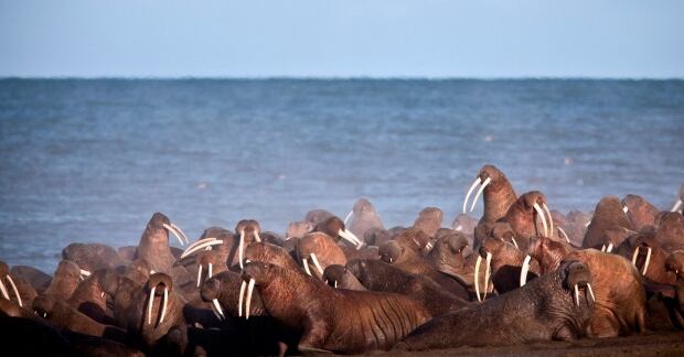 Alaska Walrus