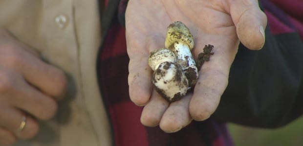 Paul Kroeger hand and death cap