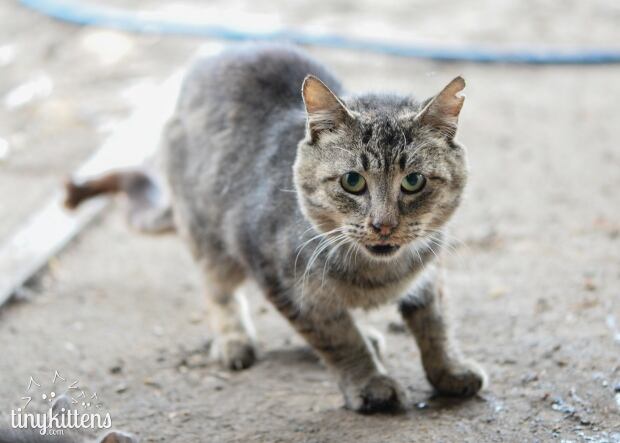 Tiny Kittens Feral Cat
