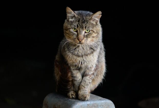Feral Cat