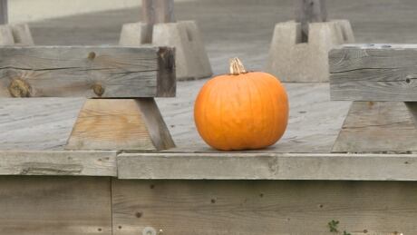 pumpkin bathurst