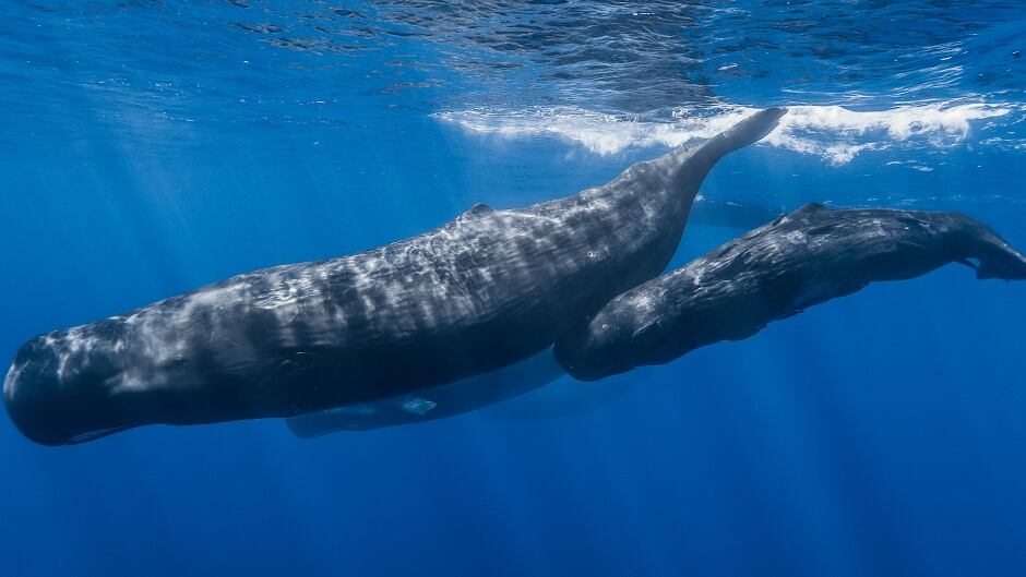 A pod of sperm whales