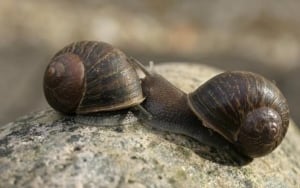 Jeremy the snail 2