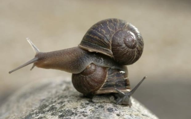 Jeremy the snail 1