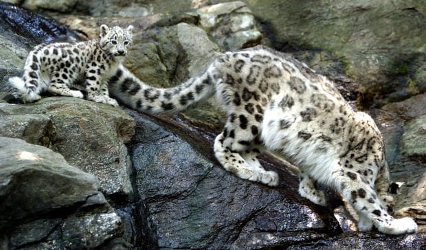 wildlife populations