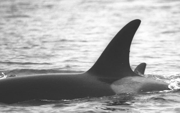 J28 southern resident orca dorsal nick