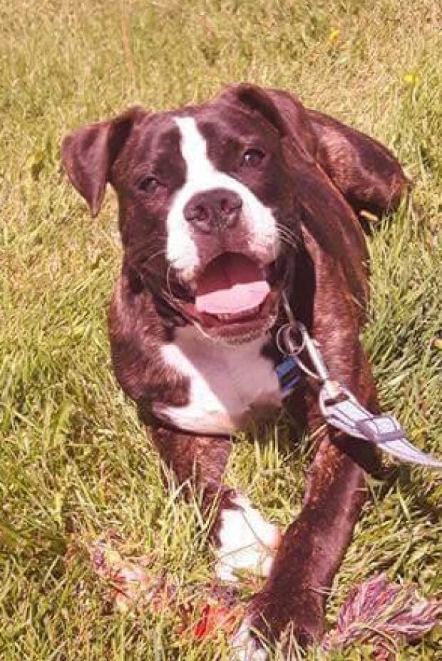 Dog owner says pooches and their humans need to watch out for foxtails