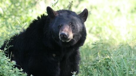 black bear