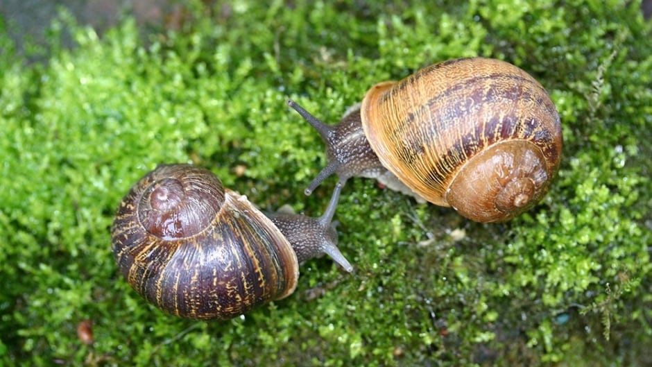 Jeremy and Lefty are a one-in-a-million match. The two snails both have rare backwards left-aligning anatomy which makes it impossible for them to mate with other garden snails.