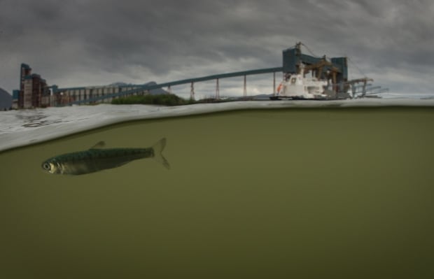 Salmon skeena estuary