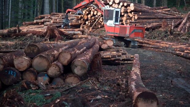 US lumber industry seeks duties on Canadian softwood lumber