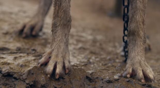 Sled dog feet