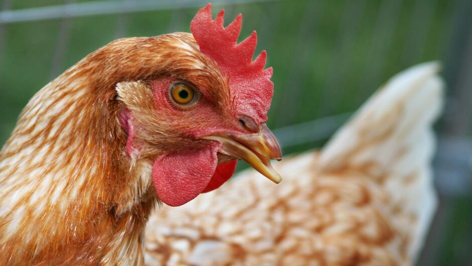 The humble chicken