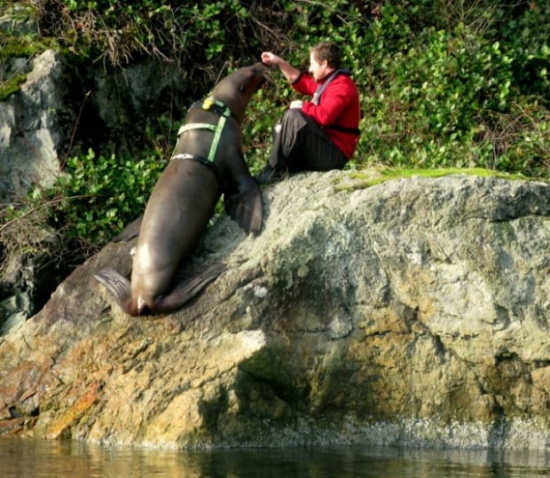 sealion 2