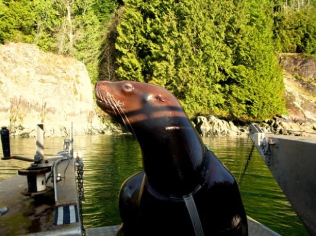sea lion 23