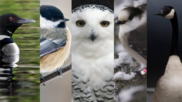 Step aside, loon: Geographic society plucks gray jay as Canada's national bird