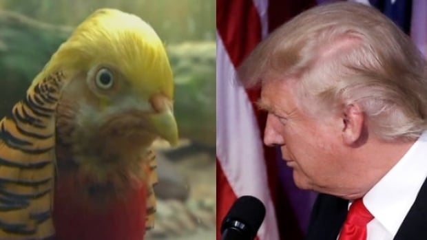 Is it a bird or Donald Trump? | CBC News