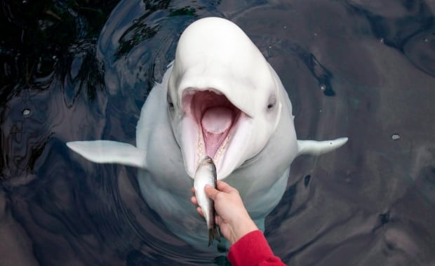 Qila the beluga